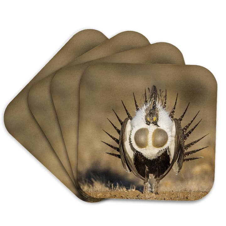 3dRose - Wholesale Coasters - 3dRose, USA, WY. Male Greater Sage Grouse displays on a lek in Spring., Coaster7