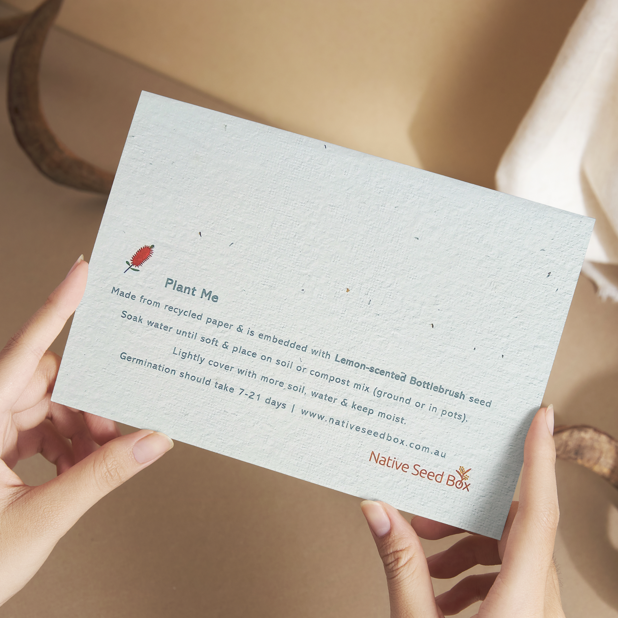 Native Seed Box – Großhandel Grußkarten für den Alltag – Plantable Billy Buttons Karte — Flaschenbürste mit Zitronenduft1