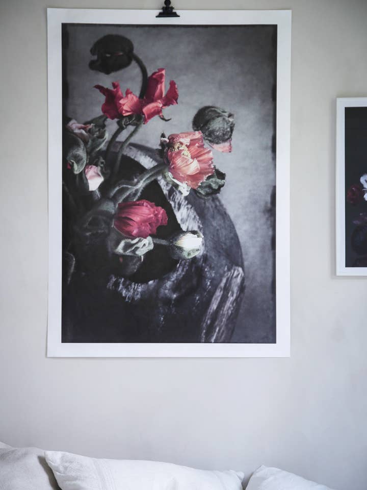 Semillas del Mañana para venta al por mayor de Love Warriors