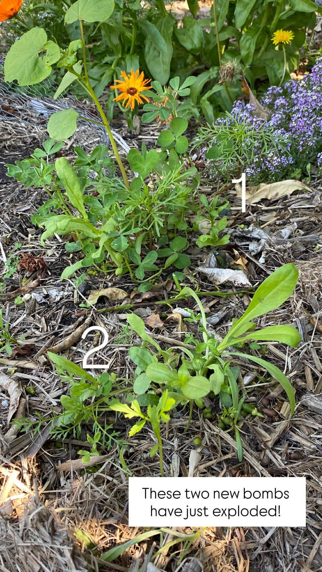 Lil'Bit Better – Engroshandel Plantefrø – Bi- og nyttige insektfrøbolde - 3 eller 6 pakker - Økologisk5