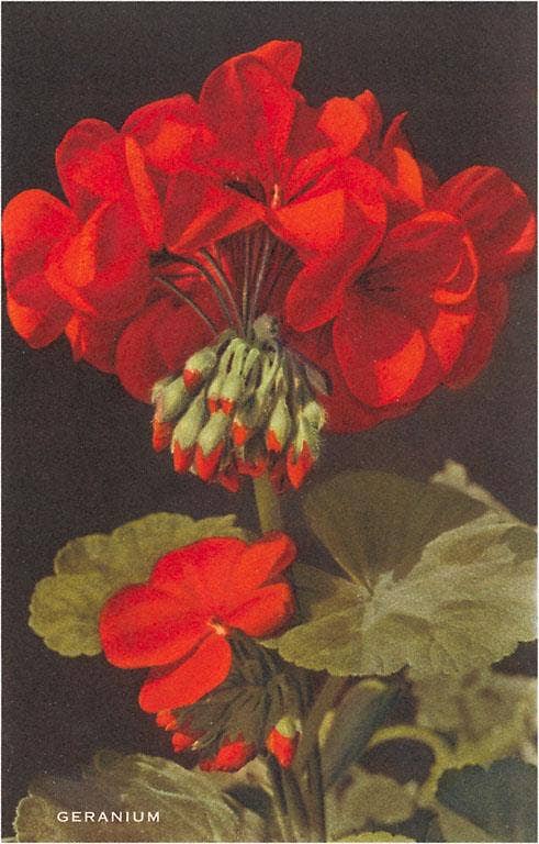 Found Image Press - Wholesale Postcard - Postcard FC-59 Geranium0