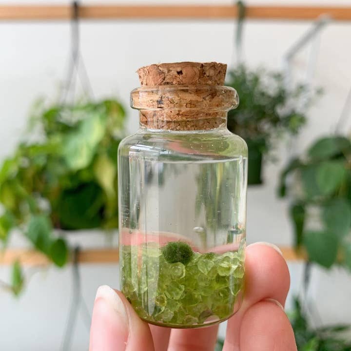 Tiny Marimo Moss Ball Terrarium with Peridot Gemstones for wholesale by Moss Amigos | Moss Ball Terrariums