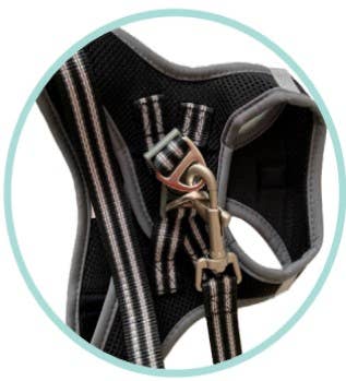Border and Charle's - Wholesale Pet Harness - Dog - Nina's harness and leash3