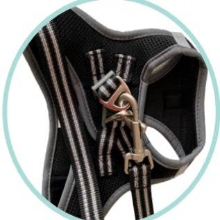 Border and Charle's - Wholesale Pet Harness - Dog - Nina's harness and leash3