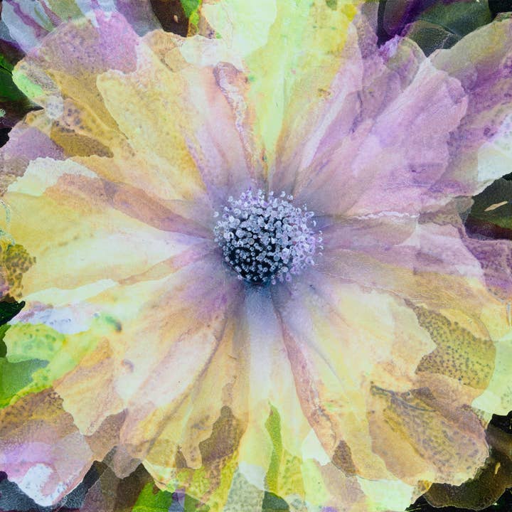 „Sunshine Ruffles“ Kristine VanderSchaaff Kunstdruck für den Großhandel von Red Dog Master Prints