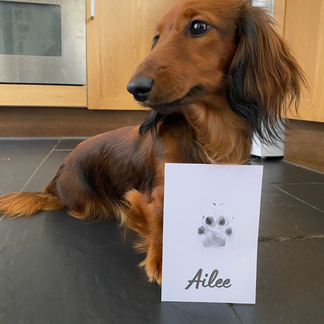 Paw Prints – wholesale DIY craft kit – Pet Paw Print Kits: Cats, Dogs, Puppy, Guinea Pig, Rabbit18