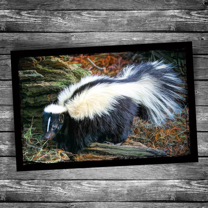 Christopher Arndt Postcard Co. - Wholesale Postcard - Skunk Postcard