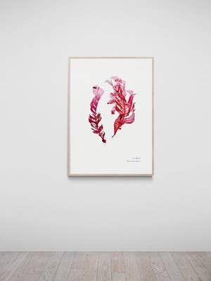 Dartmouth, Devon, Hand Pressed Seaweed, Sea Beech for wholesale by The Seaweed Studio