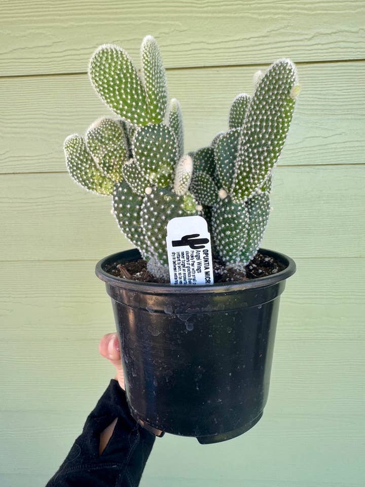 6" Cactus - Angel Wings - Prickly Pear for wholesale by Northern Pacific Printing Company