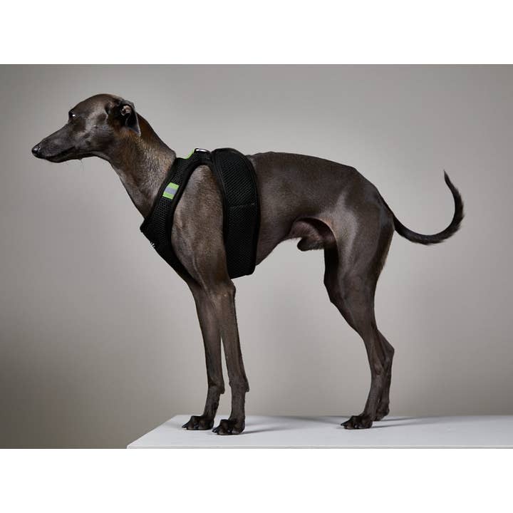 The Striped Dog - Wholesale Pet Harness - Dog - Italian Greyhound/Whippet Black Neoprene Harness