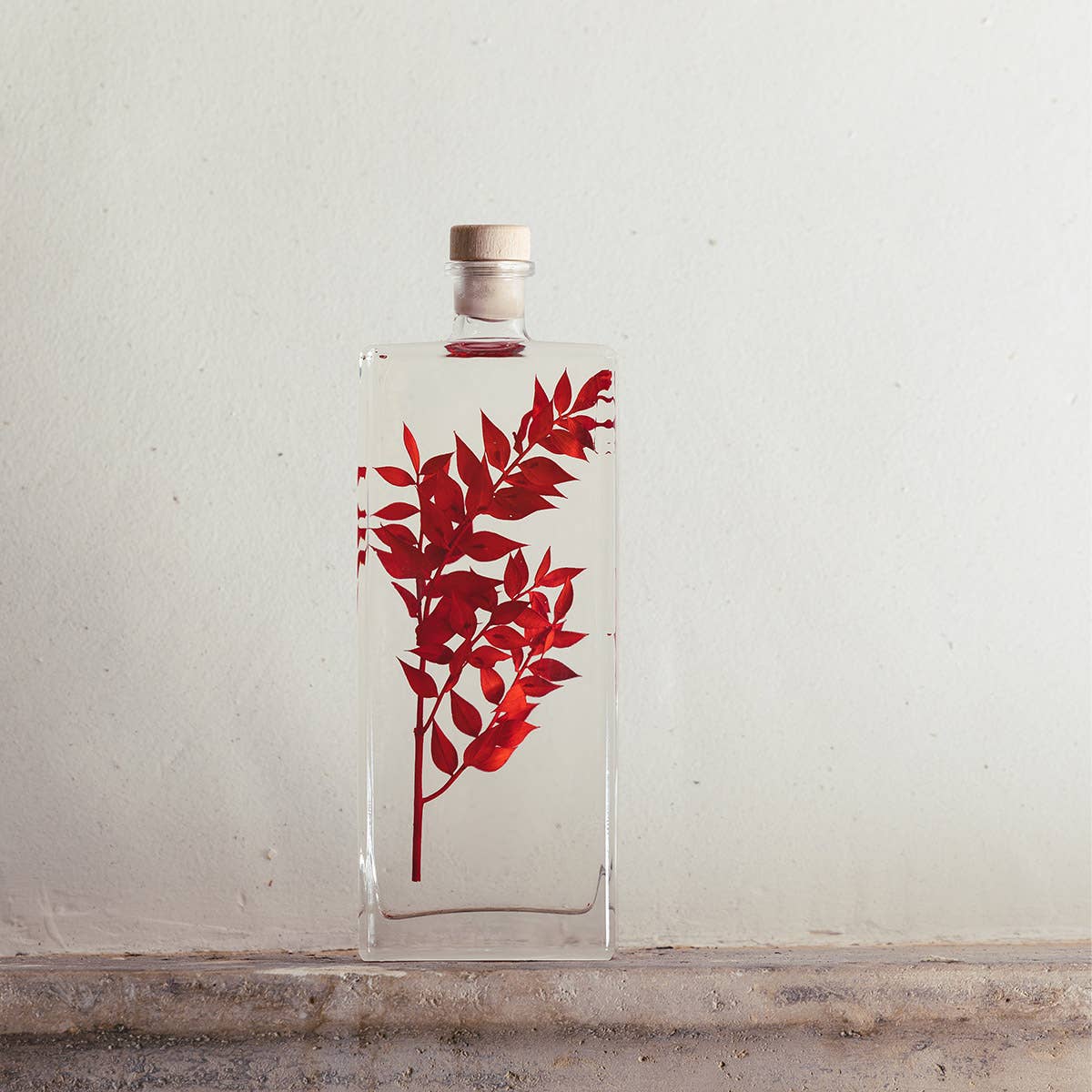 Theophile Berthon - Wholesale Live Plant - Red Ruscus Herbarium submerged plant13