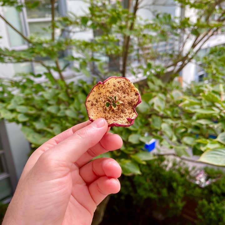 David Blake Cocktails - Wholesale Dried/Dehydrated Fruit - 75+ Piece Large Spiced Apple Bag1