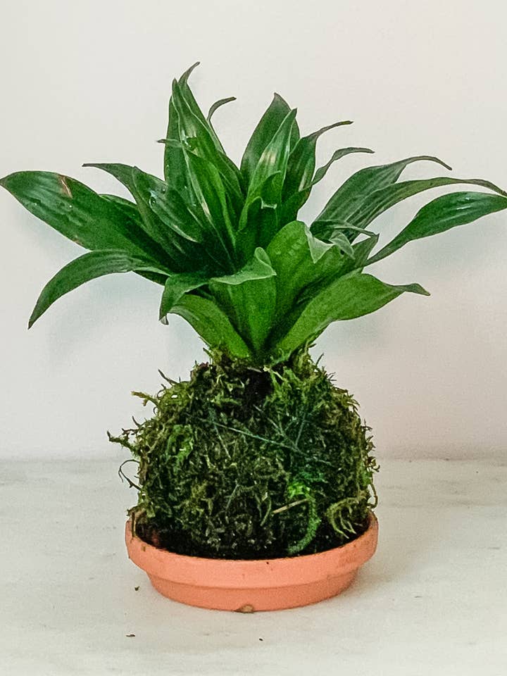 Dracaena Compacta Kokedama for wholesale by White Stable Farms