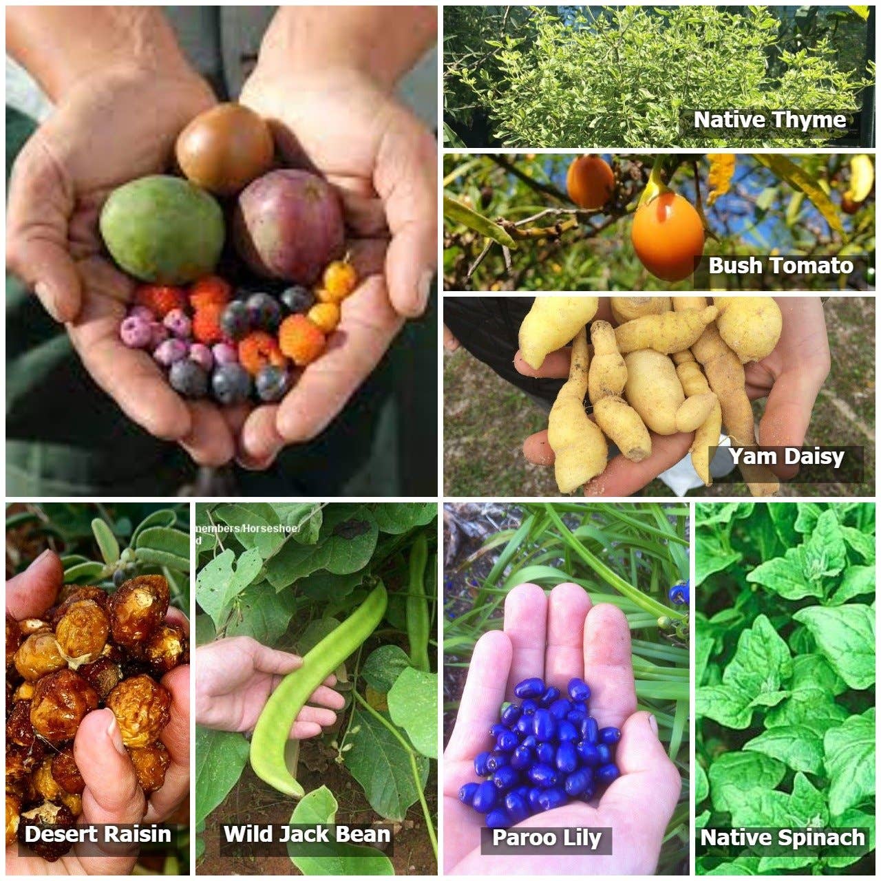 Native Seed Box - Wholesale Plant Seeds - Bush Tucker Collection1