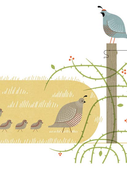 Quail Blank Card för wholesale av Artisans & agency