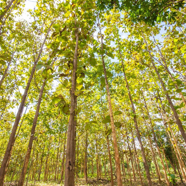 Exotic Amazon Teakwood Incense Sticks for wholesale by Beaches of Tunisia, LLC