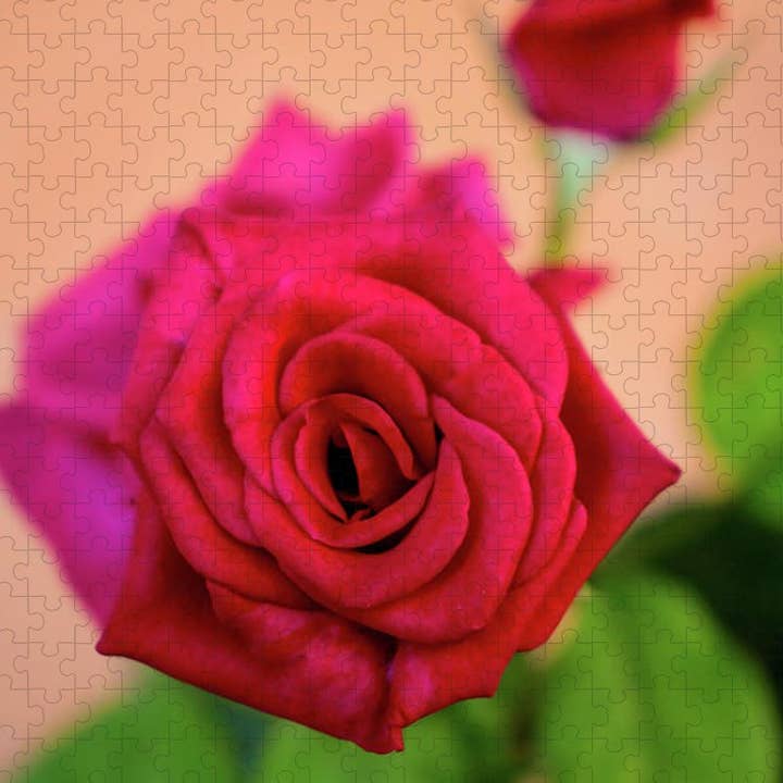 LEGPUZZEL - PUZZEL MET DOOS „DE RODE ROOS” voor wholesale door sorayadapuzzostore