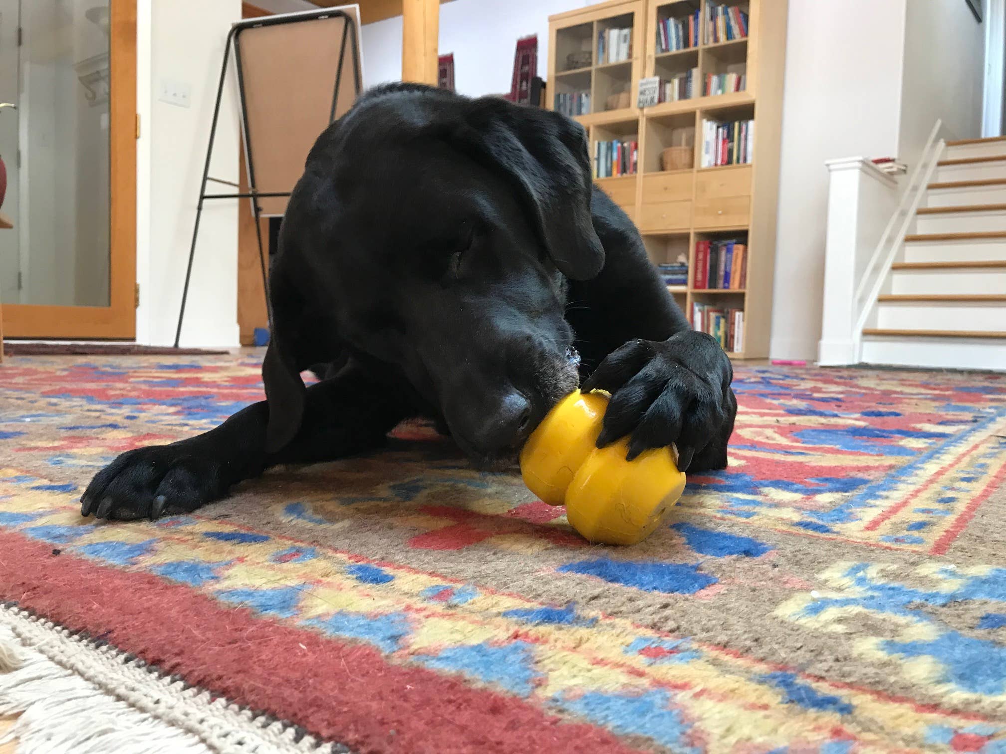 Blue DoubleTrouble- Chew Toy - Treat Dispenser - Large for wholesale on Faire5