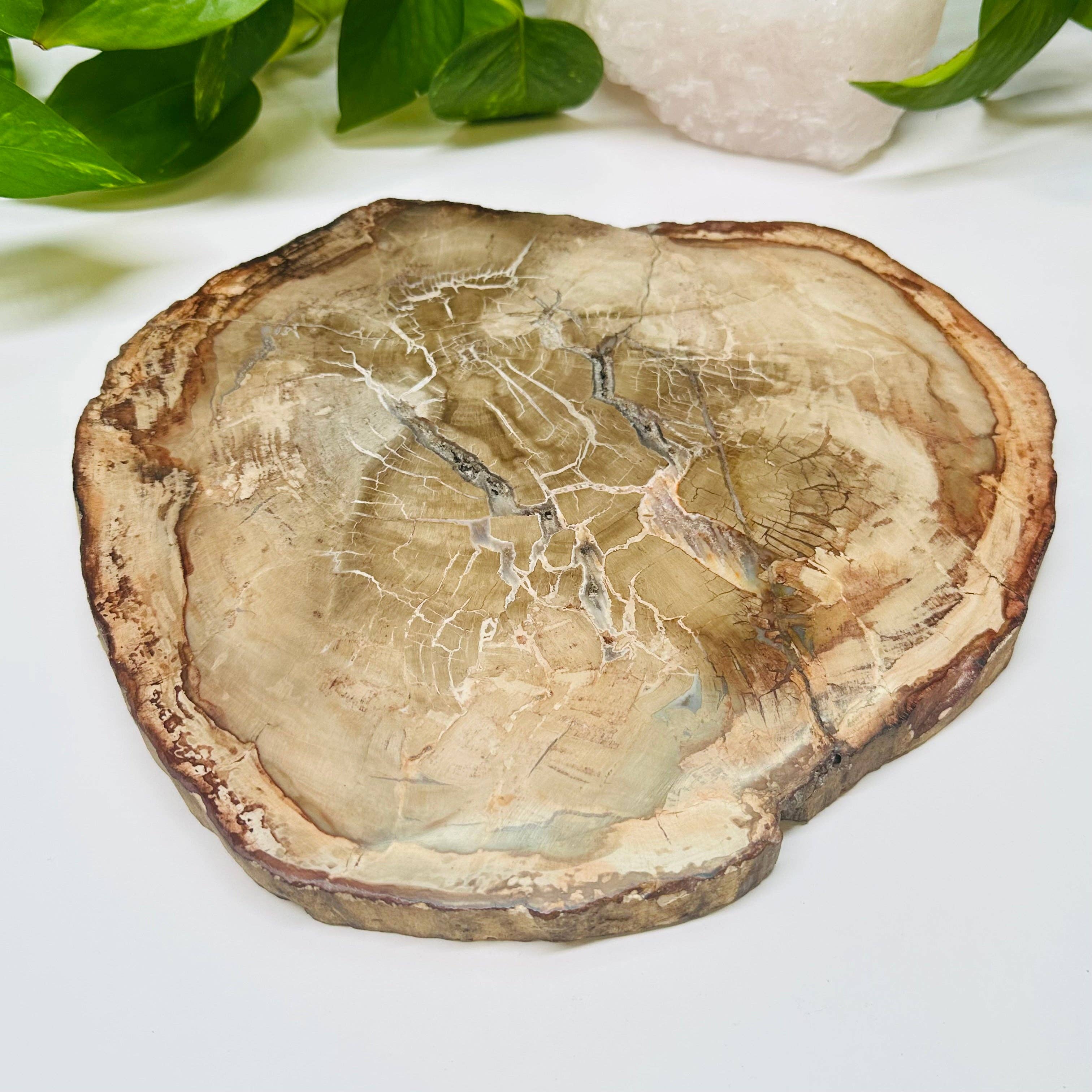 Rock Paradise - Wholesale Spiritual Stone/Crystal - Petrified Wood Slabs10