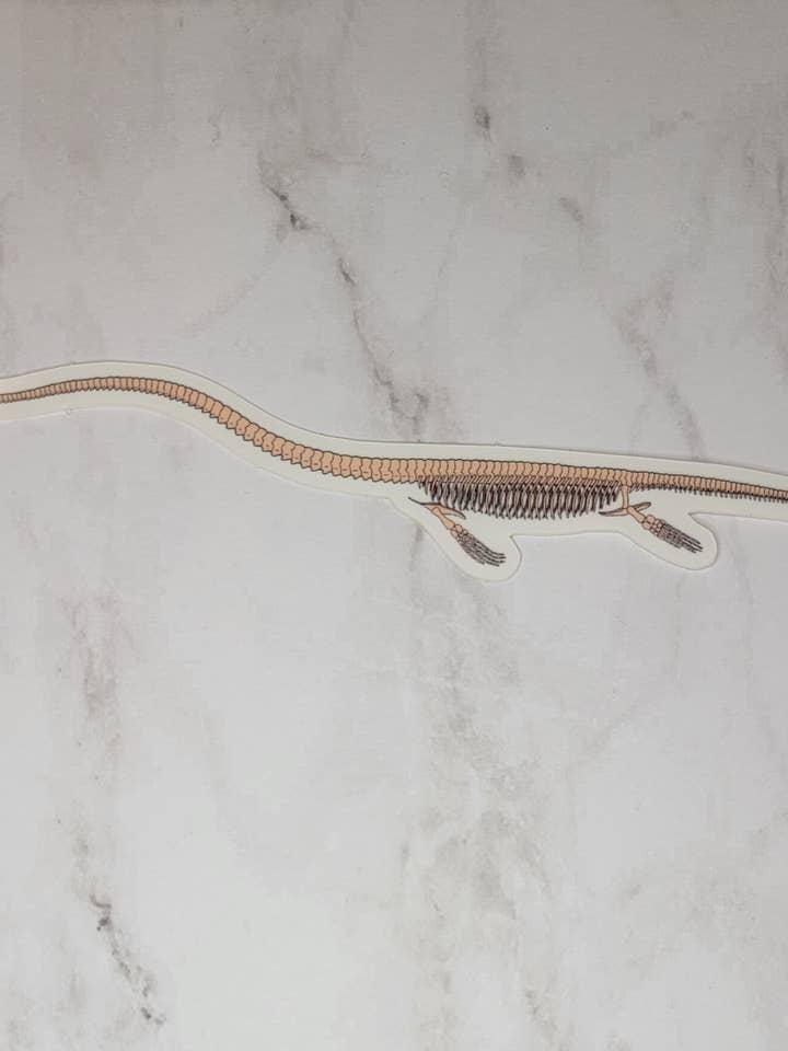 Elasmosaurus Fossil Sticker for wholesale by Kingdom Animalia