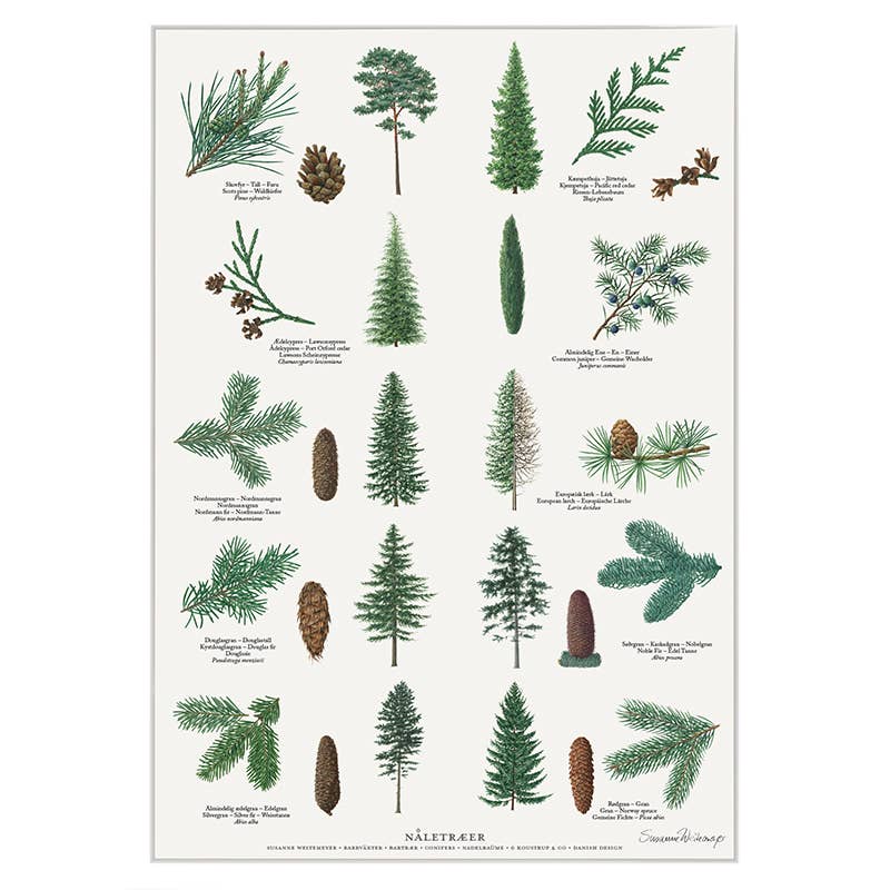 Koustrupco - Wholesale Poster - Poster A4 Pinetrees - made in Europe1