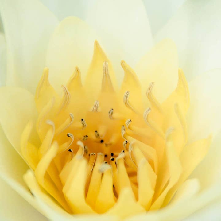 Gele Lotus Photography FineArt Multi-size muurdecorprint voor wholesale door Hope Decor