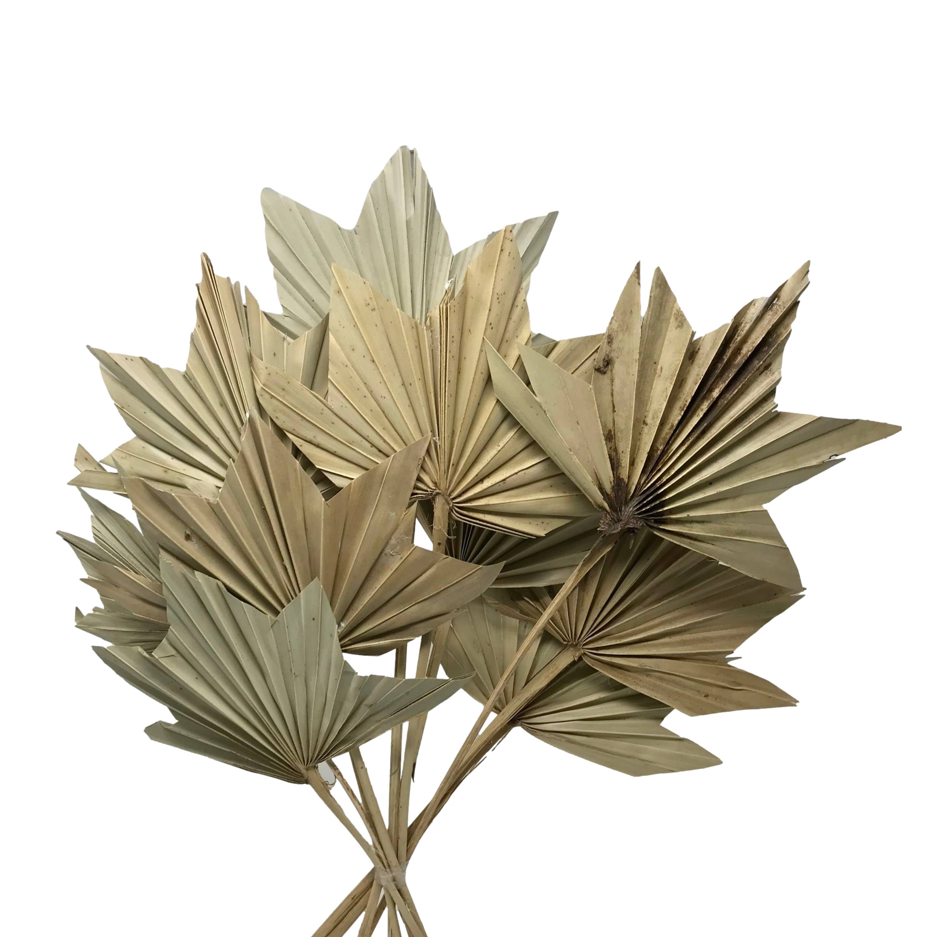 Wilco Home – Engroshandel Tørrede/pressede blomster – 10 tørrede naturlige palmeblade på stilk, bundt2