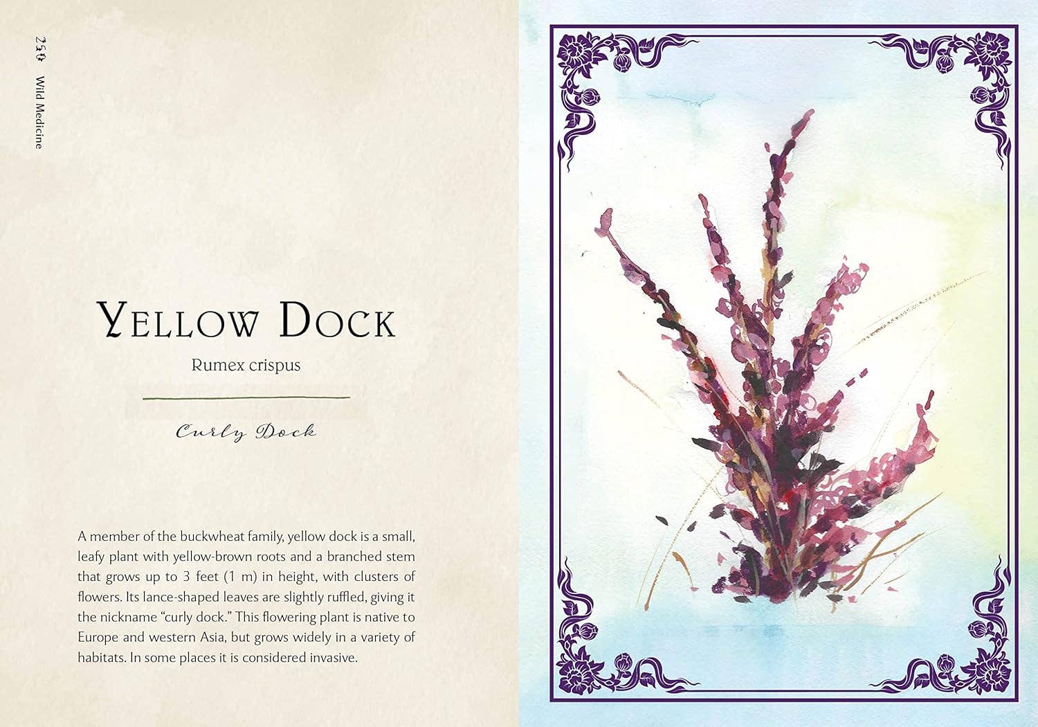 Blue Star Press - Wholesale Nature & Outdoors Book - Wild Medicine: Illustrated Guide to the Magick of Herbs10