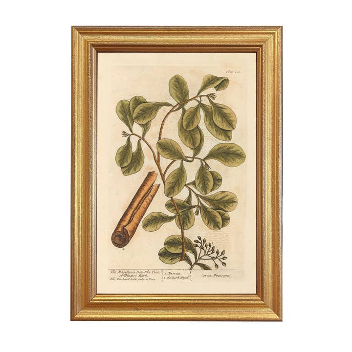 Madison Bay Co. - Historical Home Decor Reproductions - Vendita all'ingrosso Stampa artistica - Corteccia d'Inverno Stampa Botanica Vintage Invernale2