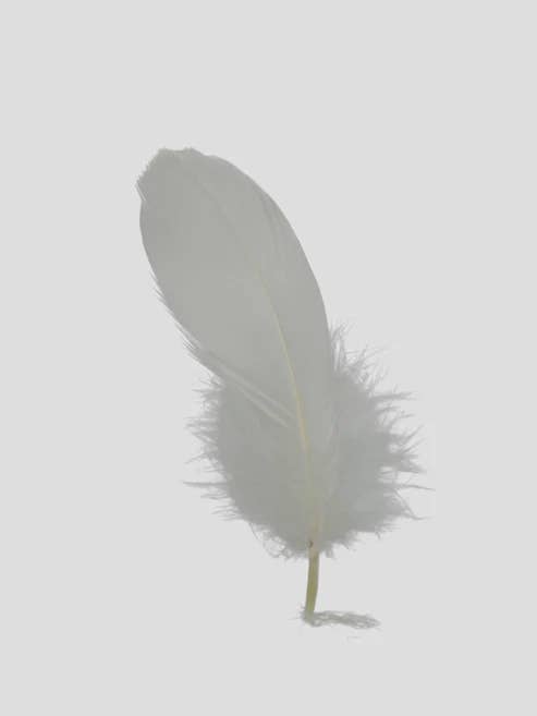 Finner 12-15 cm Perlemor for engroshandel hos Enkels Feathers