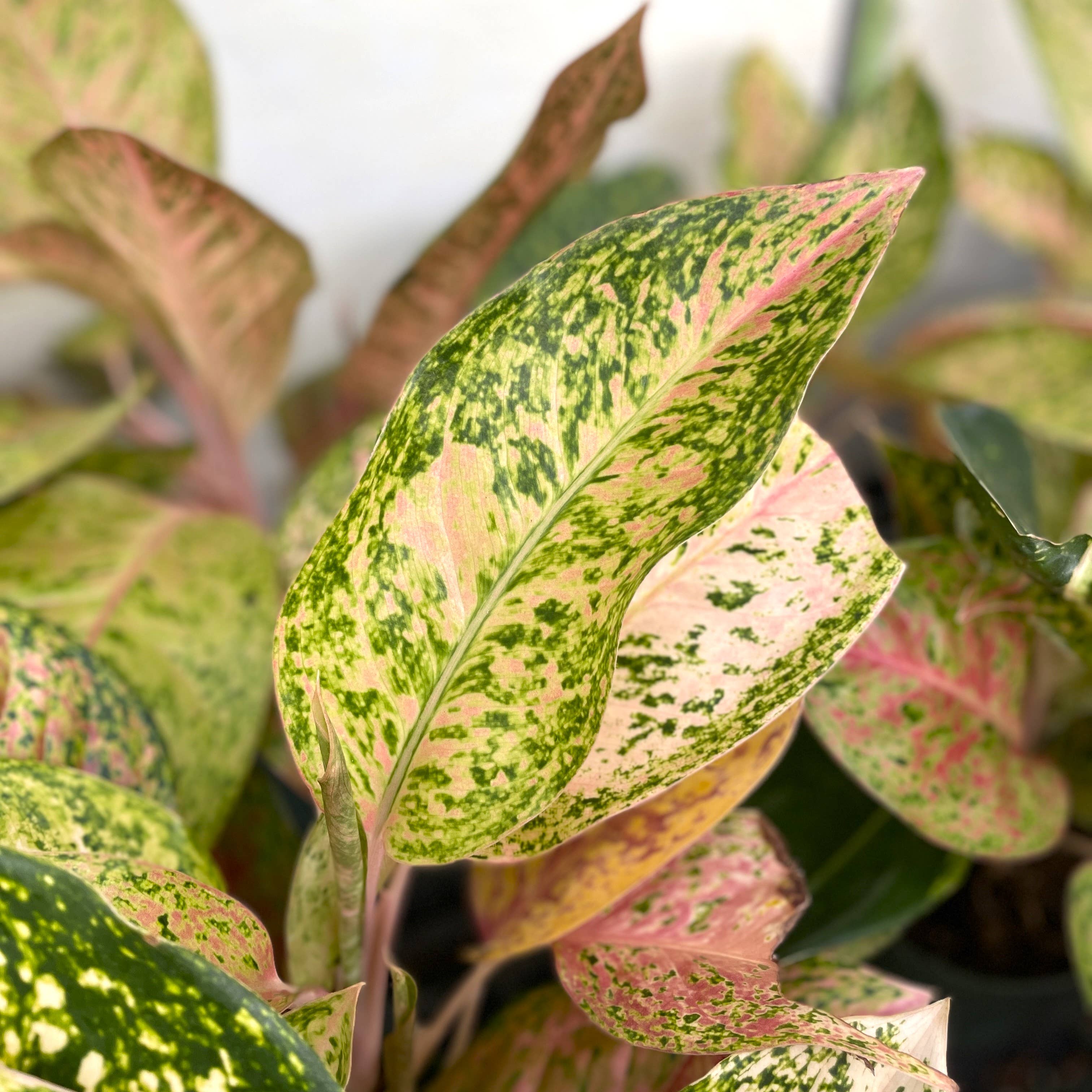 Thorsen's Greenhouse - Vente Plante - Aglaonema Dizzy Diamond - Plante vivante de 6 pouces2