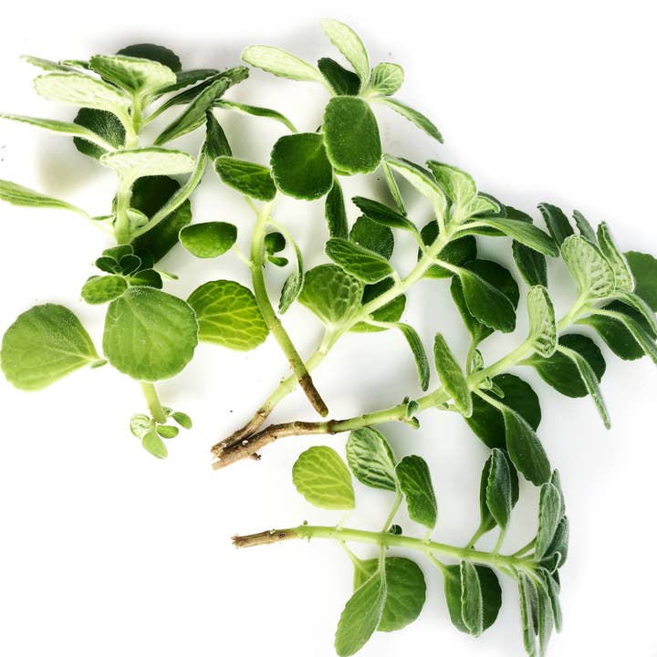 Vicks Plant Cuttings - 5, 10, or 25 cuttings | ORGANIC for wholesale by Smoke Camp Crafts