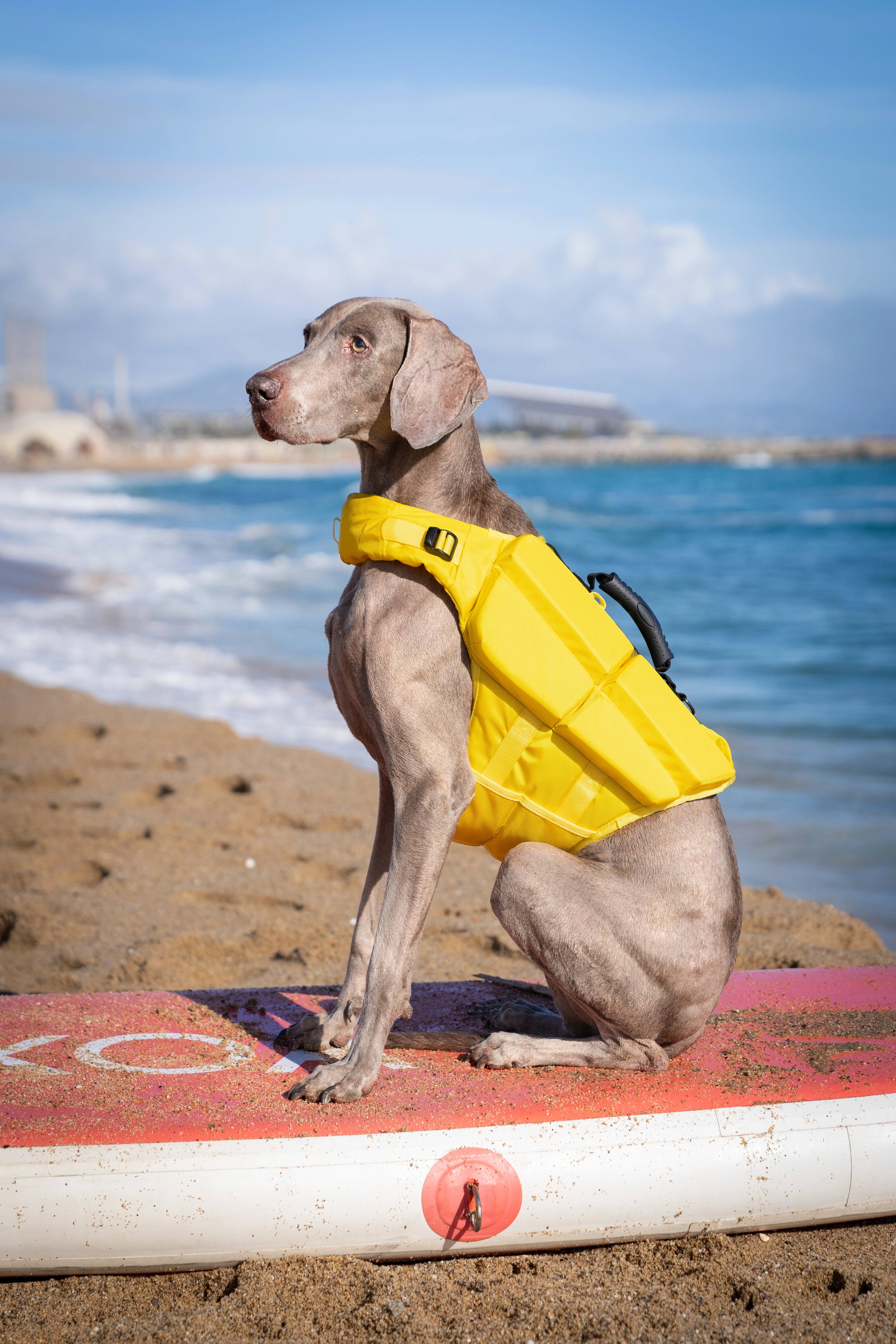 NOAH AND PAW LLC – Großhandel Haustierjacke – Hund – Human Standards Hundeschwimmweste mit 4-facher Schaumpolsterung für maximale Auftriebskraft – Gelb20