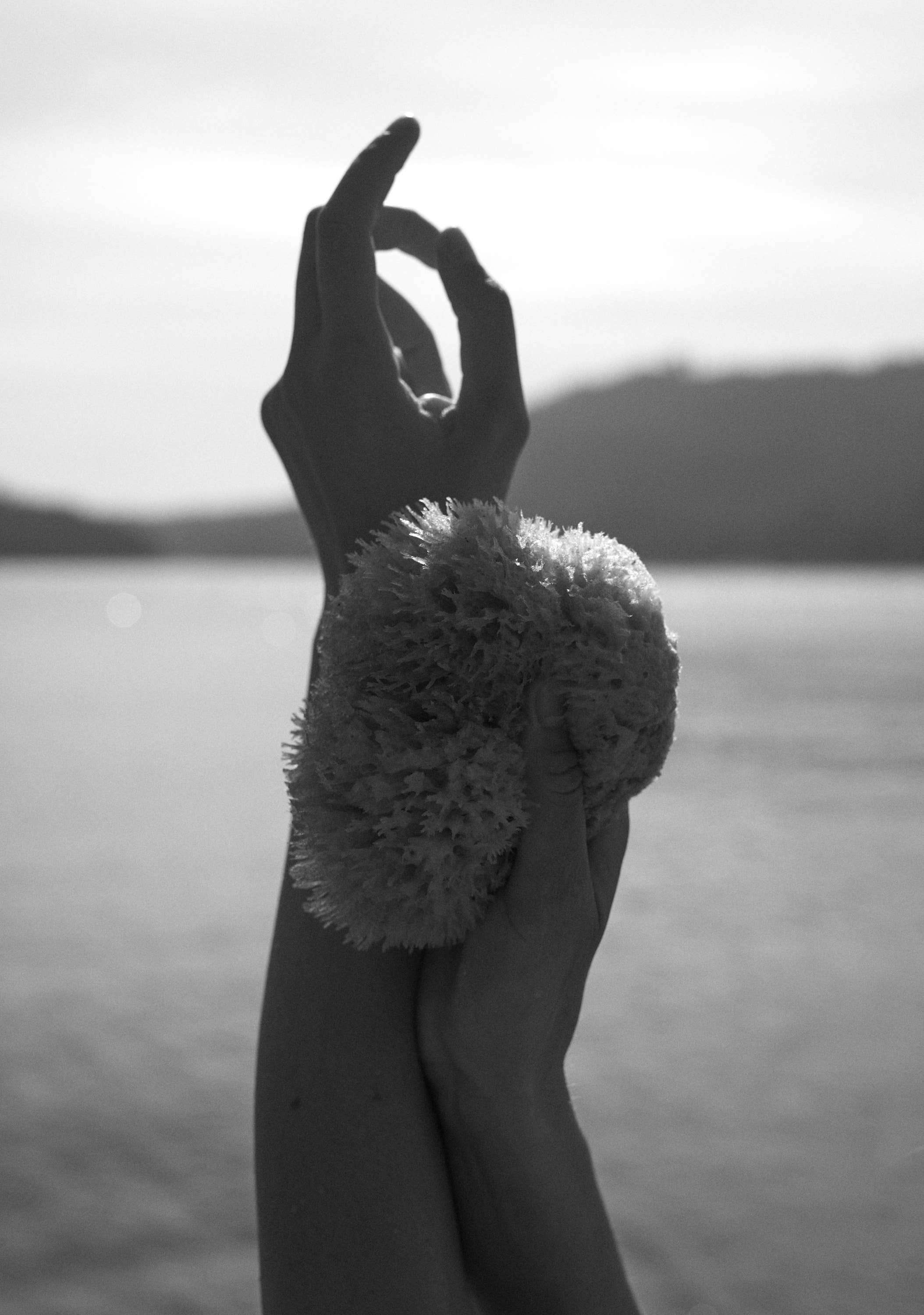 Well Kept - Vendita all'ingrosso Spugne da bagno morbide e a rete - Spugna marina grande in lana - 12,7-15,2 cm5