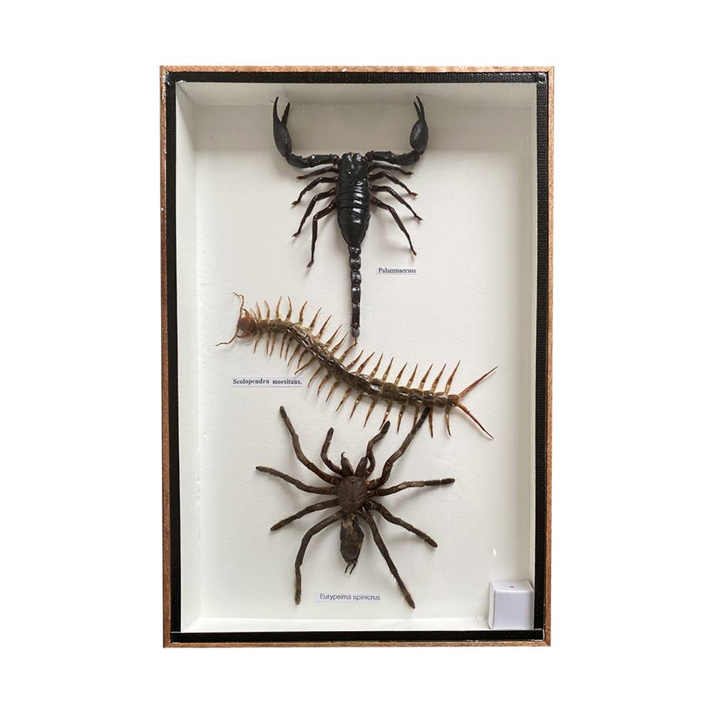 VIE - Wholesale Wall Accent - Framed Insect, Assorted47