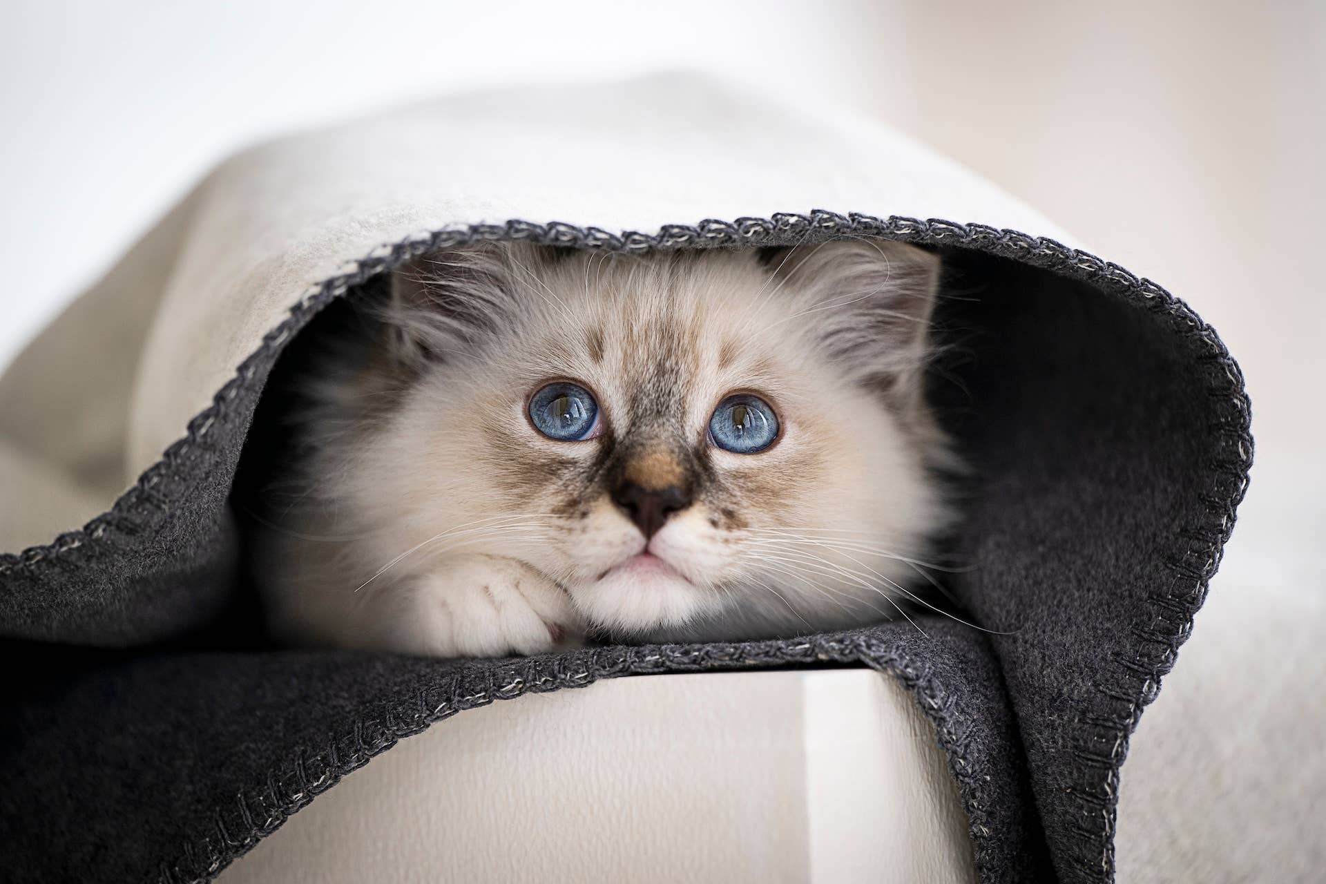 LABONI - Volentis GmbH – Großhandel Haustierdecke – Katze/Hund – REVERSO – Stilvolle Wende-Decke für anspruchsvolle Hunde16