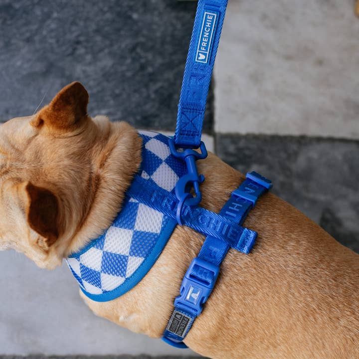 Frenchie - Wholesale Pet Harness - Dog - Frenchie Duo Reversible Harness - Royal Blue8