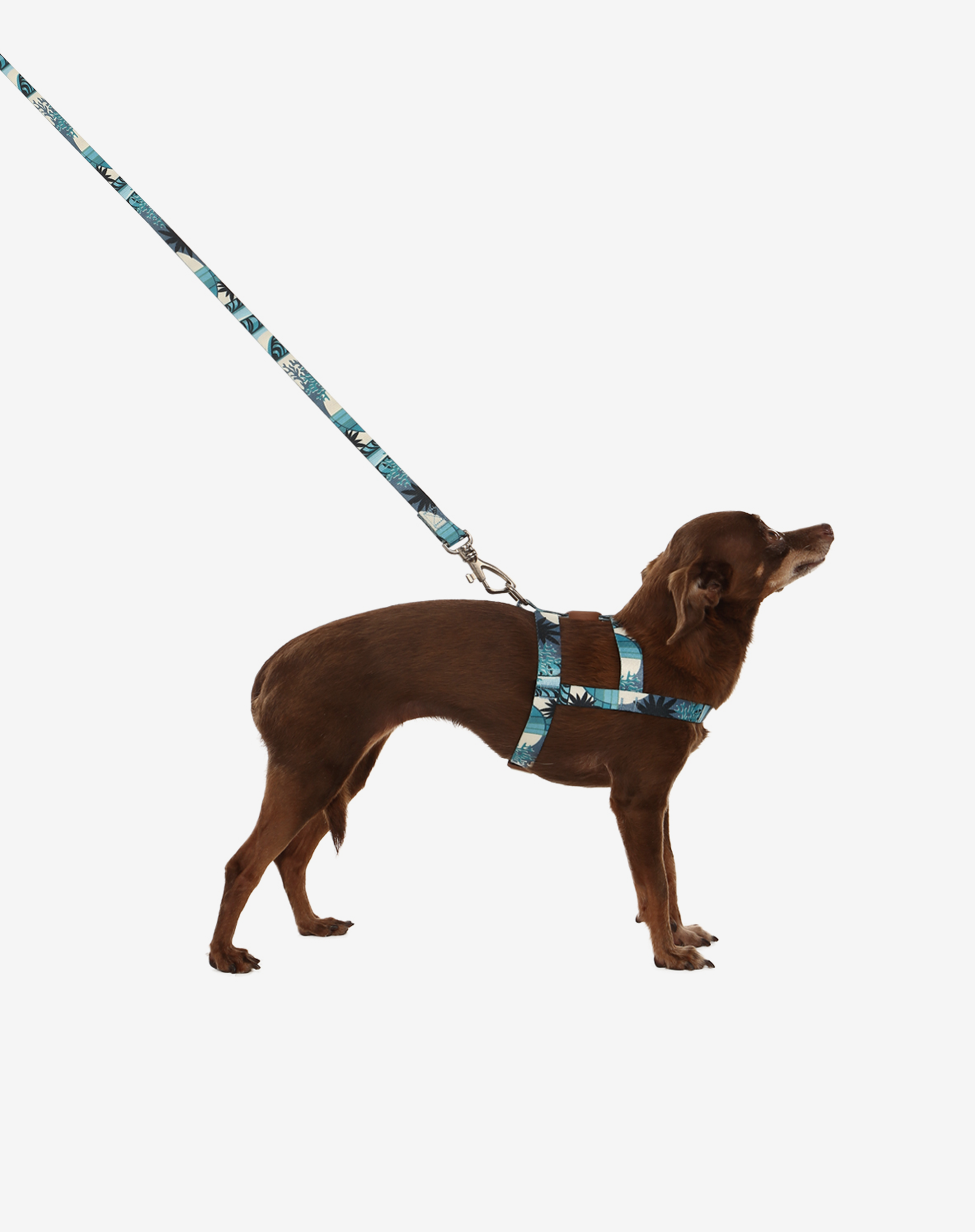 Toh - Wholesale Pet Leash - Dog - Dog Leash S Noronha2