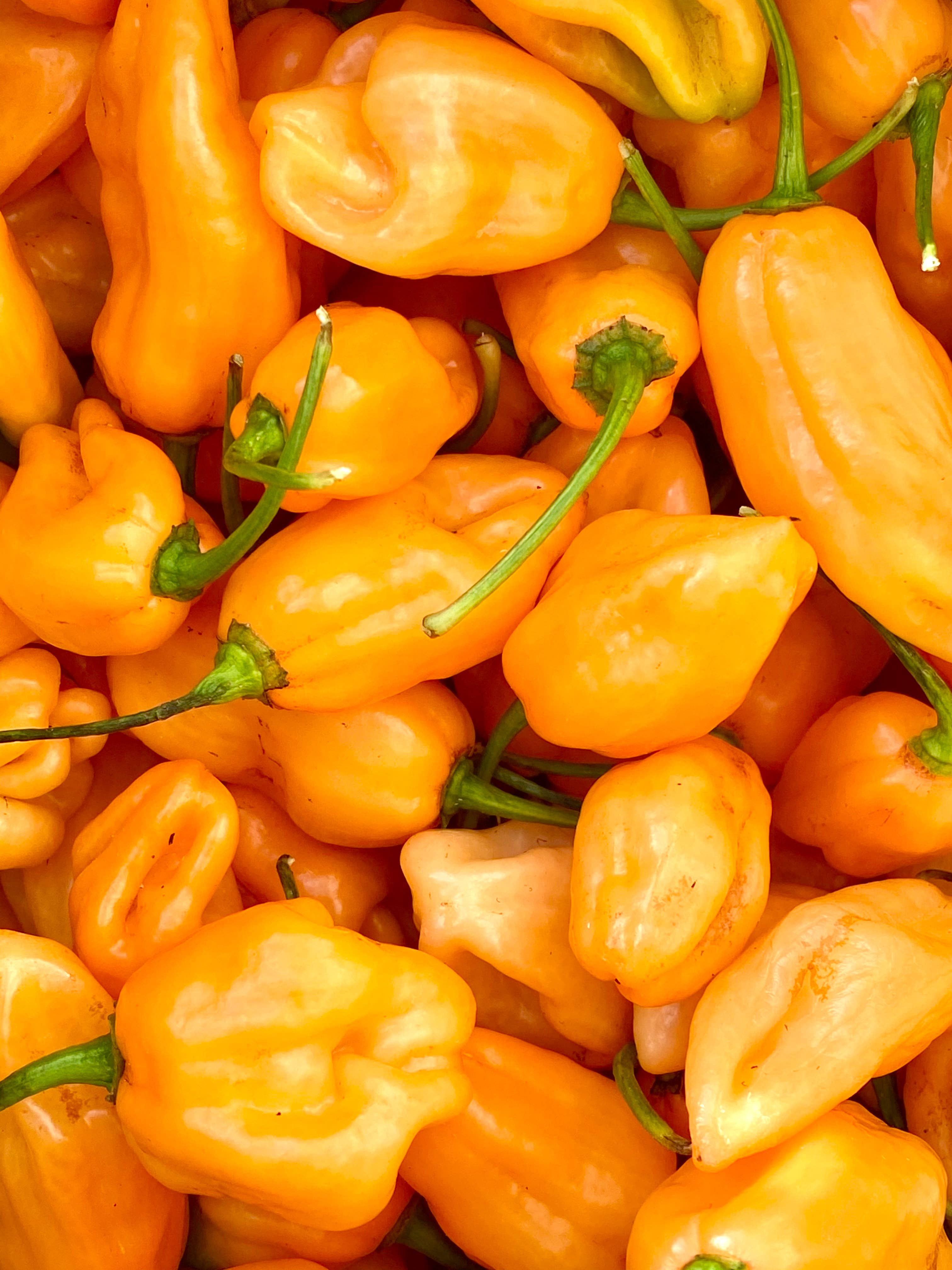 Weymouth 51 Hot Sauces – wholesale Hot sauce – Luxury Christmas Pudding hot chilli sauce 220ml1