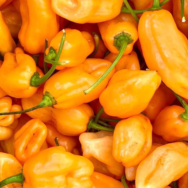 Weymouth 51 Hot Sauces ā wholesale Hot sauce ā Luxury Christmas Pudding hot chilli sauce 220ml1