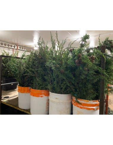 Florasource - Wholesale Fresh Cut Flowers - Cypress Monterey 50 stems