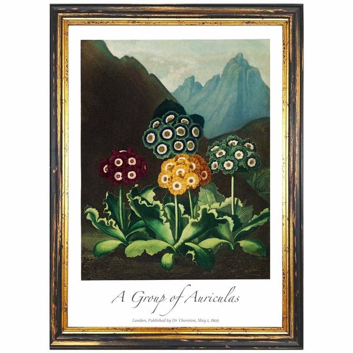 Póster Artístico Vintage Auriculas No 2 para venta al por mayor de Artze Wall Art