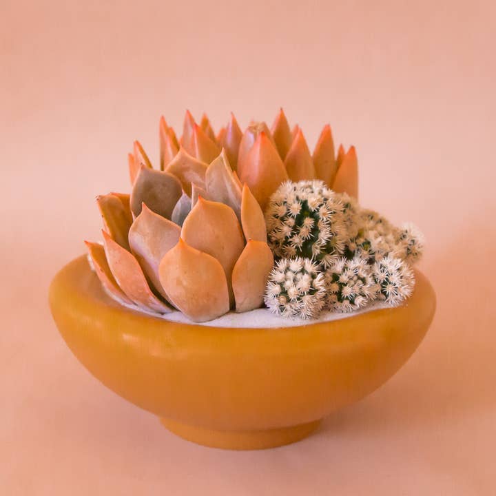 Jungle Club - Wholesale Plant Pot - Birdie Bowl | Ginger
