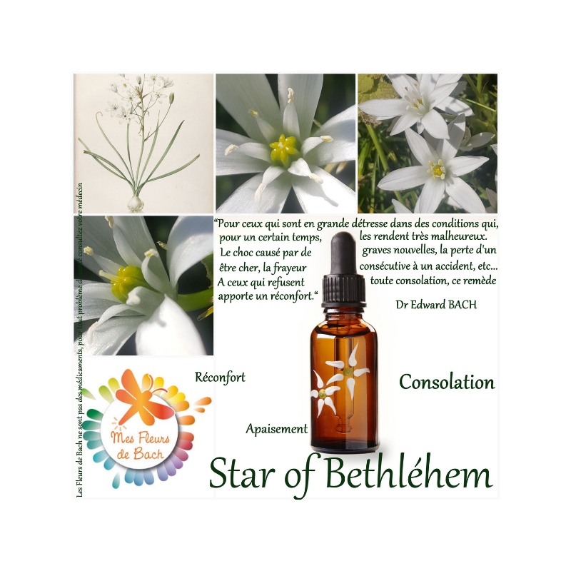 Ecohesens - Wholesale Oral Supplement/Vitamin - Star of Bethlehem - 20 ml - Bach Original3