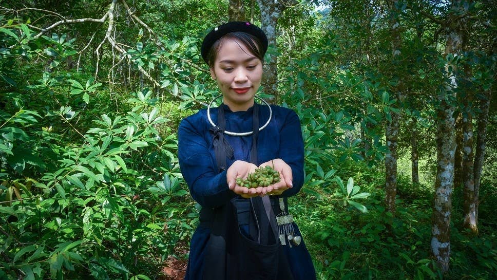 Tonkin Handicraft - Vente Herbes aromatiques - Herbes d'anis étoilé entier biologiques - Premium Vietnam1