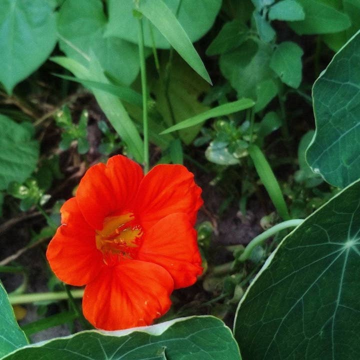 Sow True Seed - Wholesale Plant Seeds - Nasturtium Seeds - Empress of India3