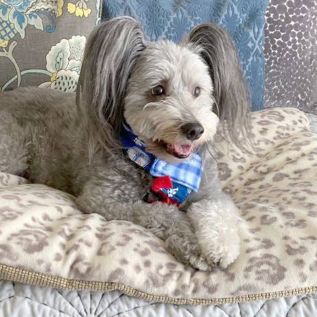 Pet Bed Leopard Print, Medium Size Dogs or Cats for wholesale by Screaming Pickles