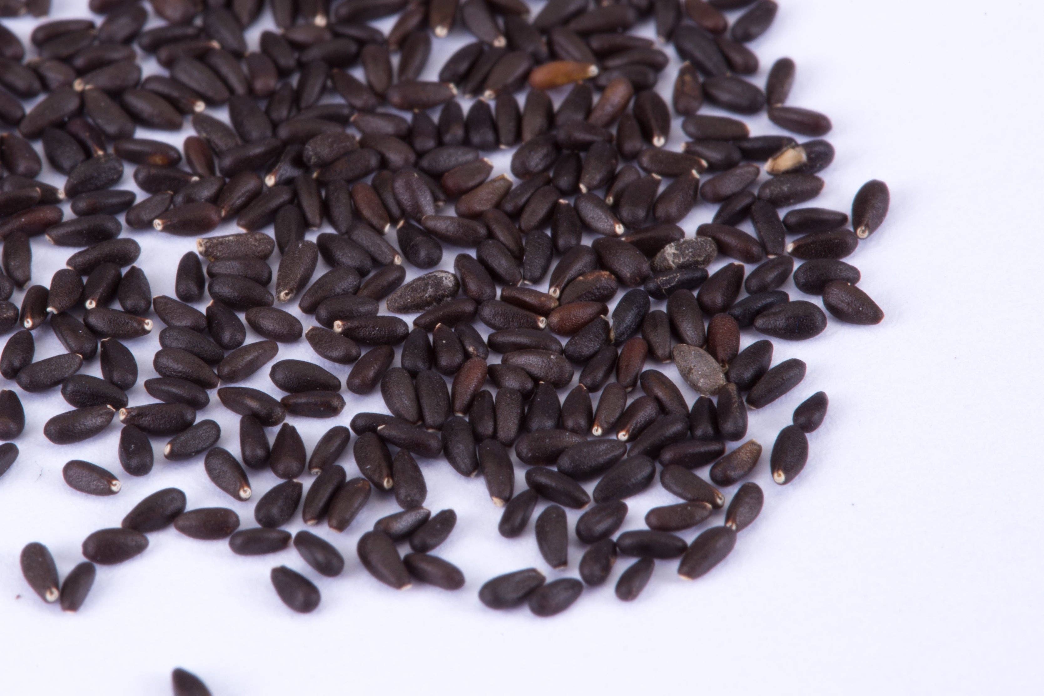 Bentley Seed Co. - Wholesale Plant Seeds - Lemon Balm Seed Packets4