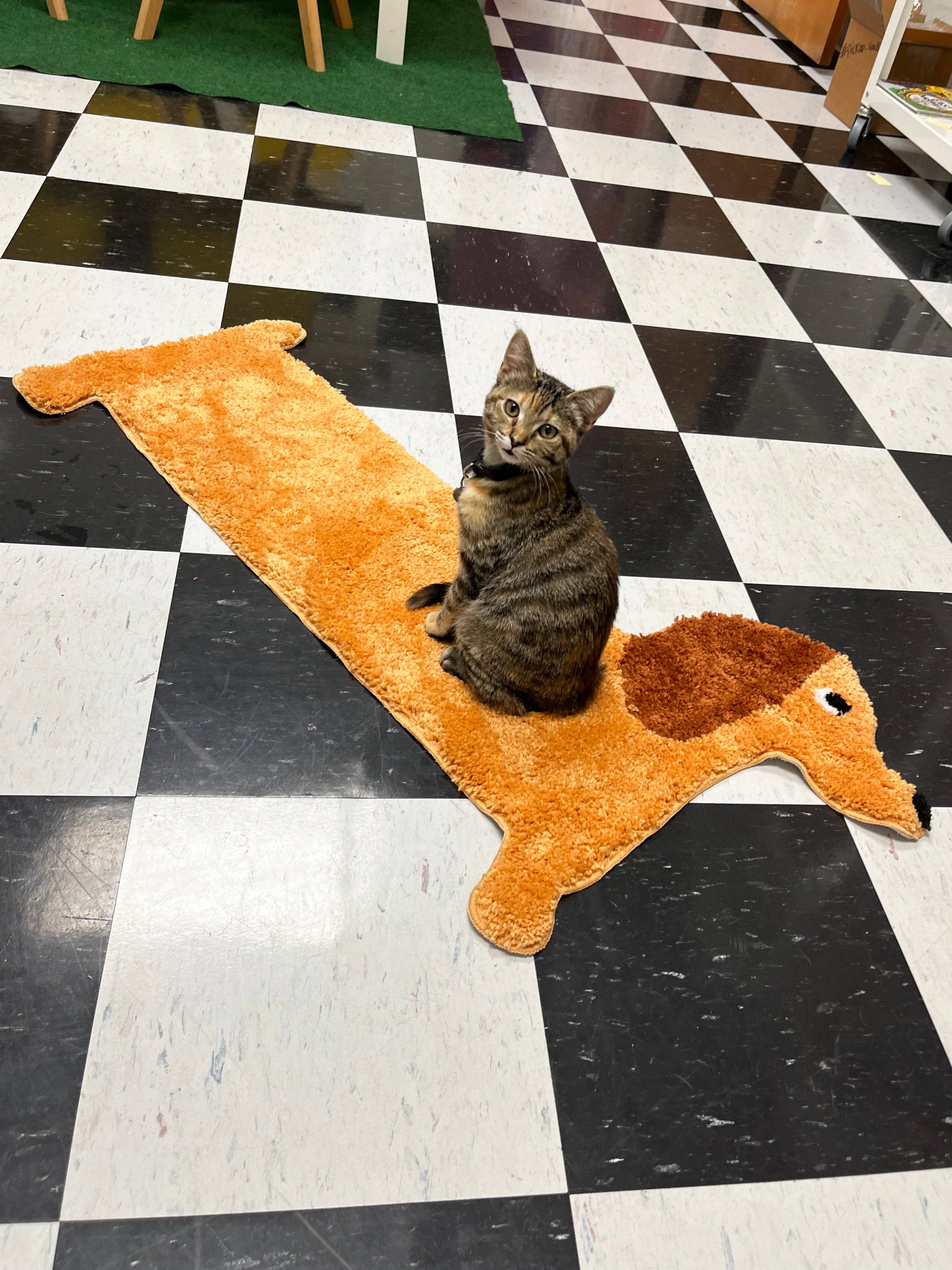 A Shop of Things - Wholesale Door Mat - Dachshund Design Polyester Door Mat1