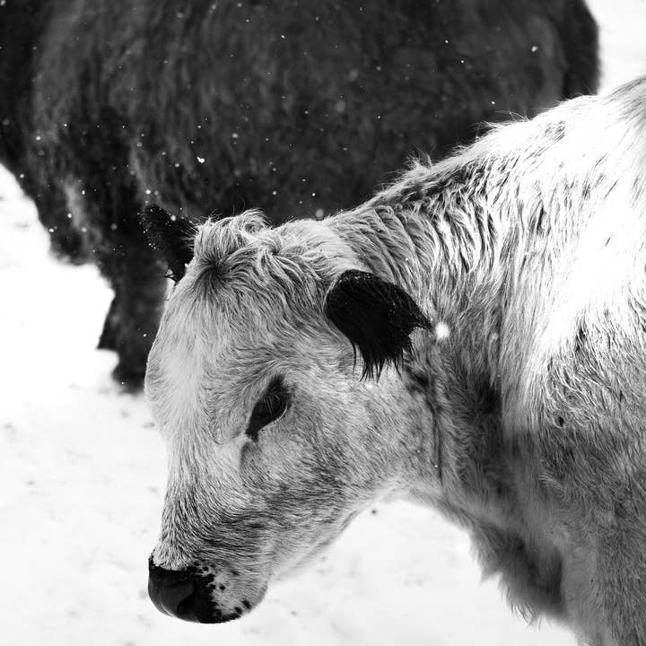 Opal's Shadow for wholesale by Tommy's Print Shop